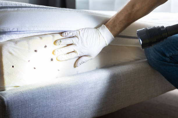 Best Wasp Removal Services  in Estelle, LA