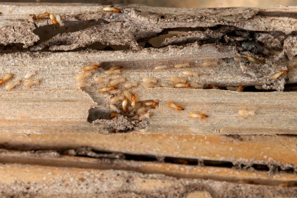 Best Mosquito Control Services  in Estelle, LA